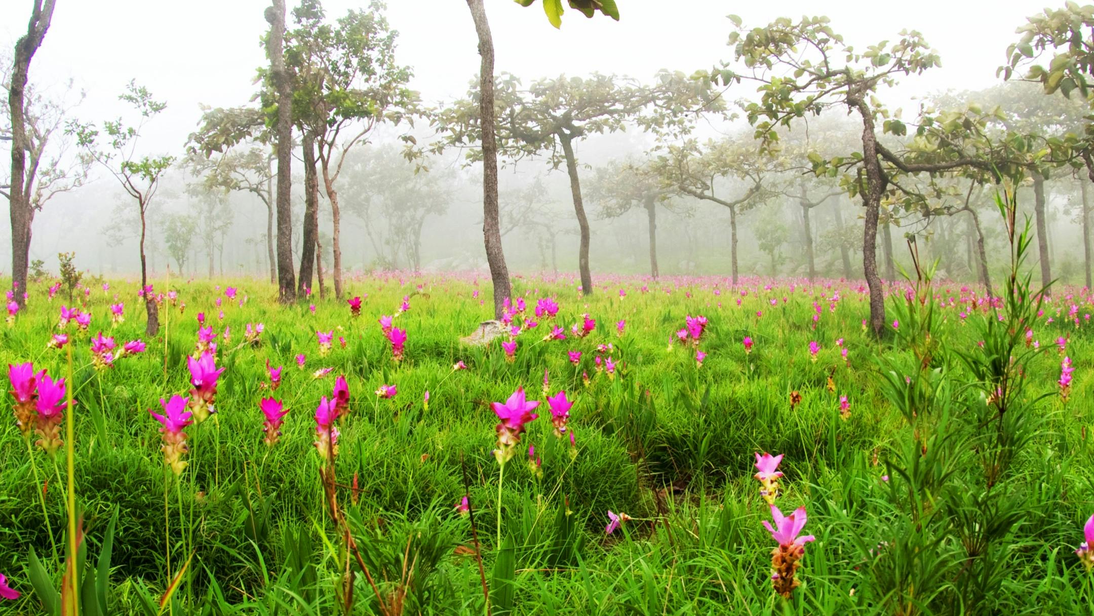 Curcuma Pflanzen in der Natur