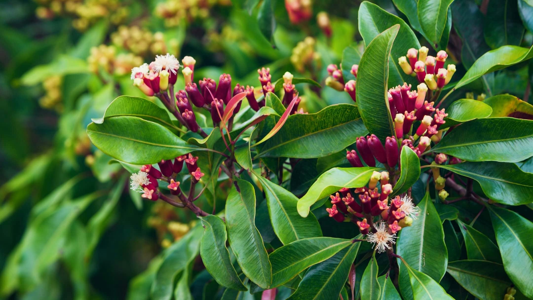 Nelkenbaum mit Knospen