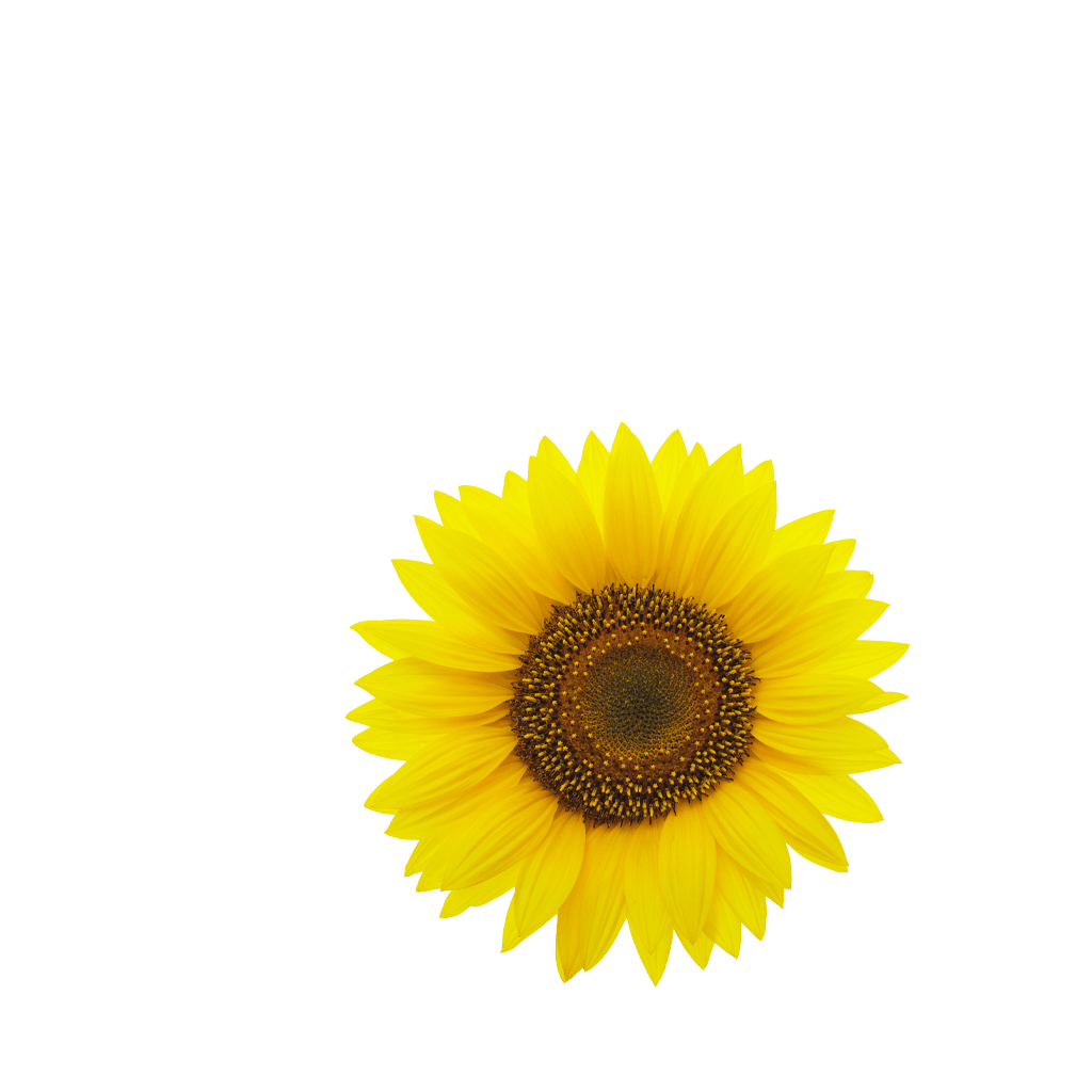 Sonnenblume Detail Min