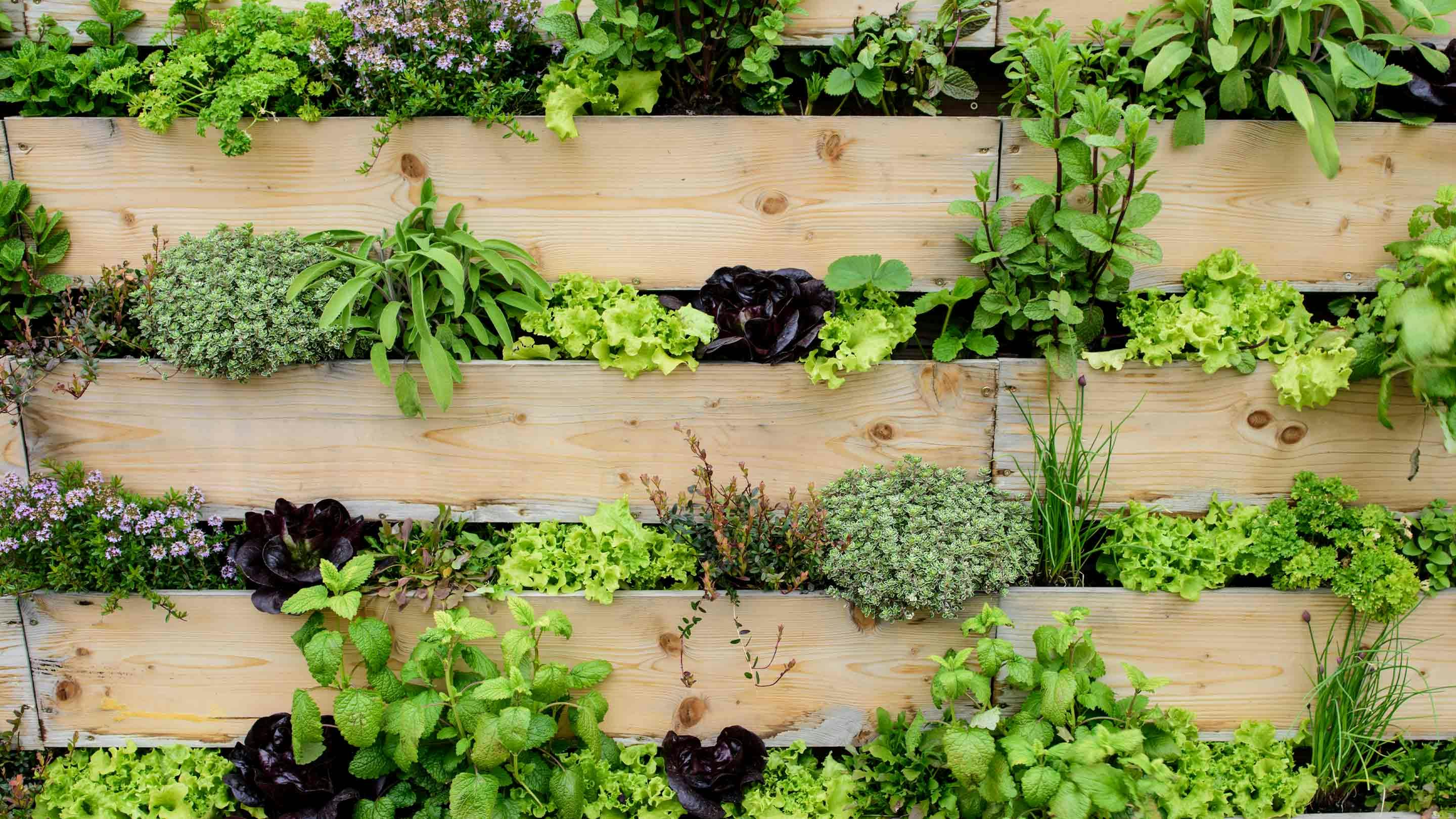 Kraeuter Im Fruehling Cover